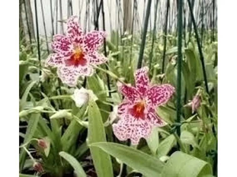 orchidee miltonia-8