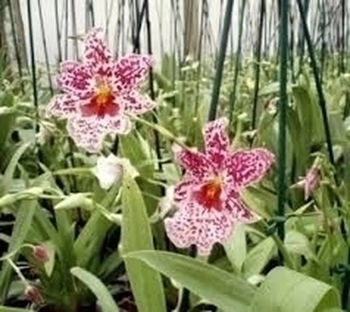 orchidee miltonia-8