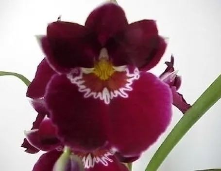 orchidee miltonia-9