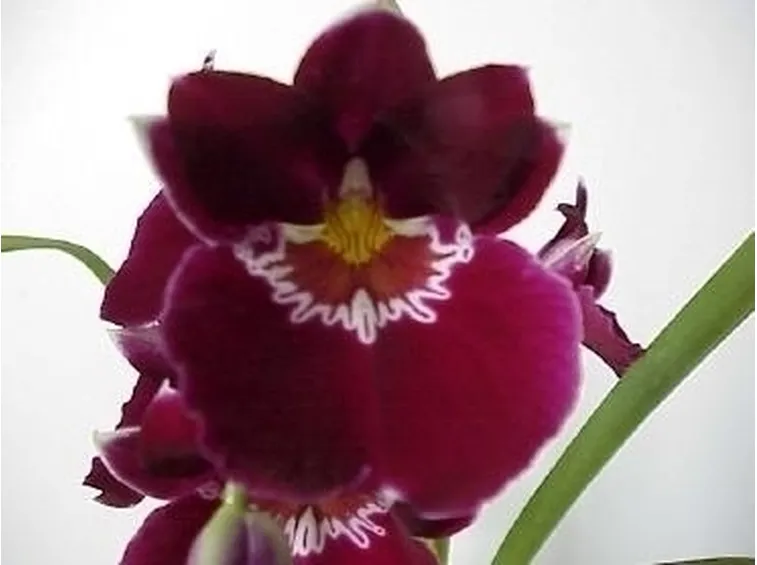 orchidee miltonia-9