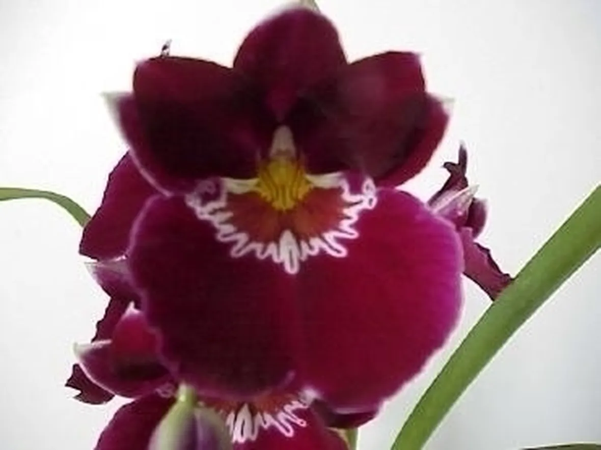 orchidee miltonia-9