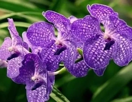 orchidee miltonia