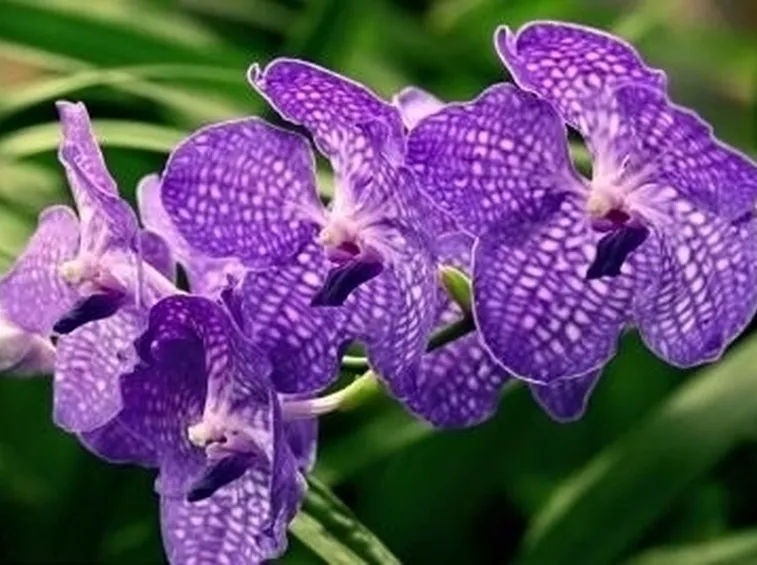 orchidee miltonia
