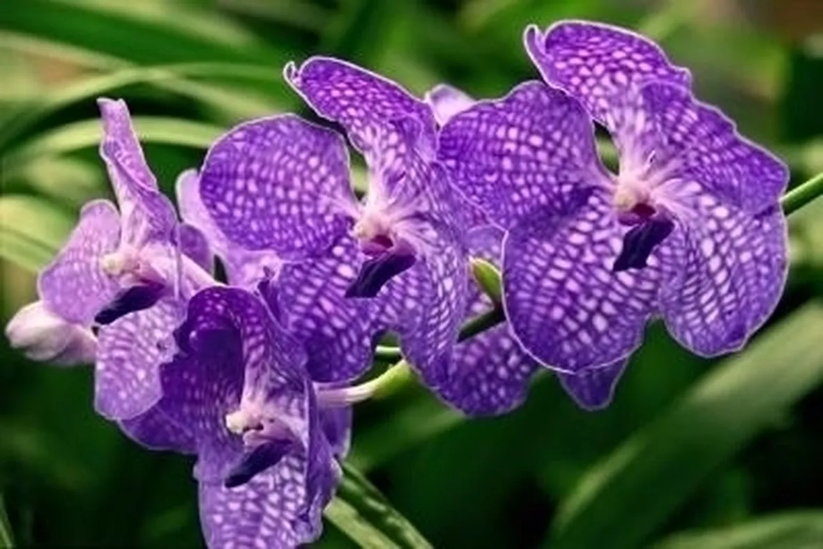 orchidee miltonia