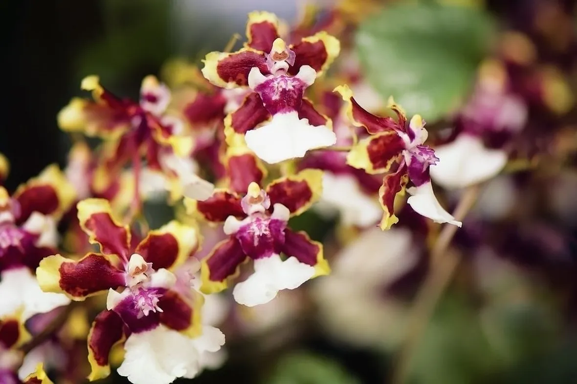 orchidee oncidium-2