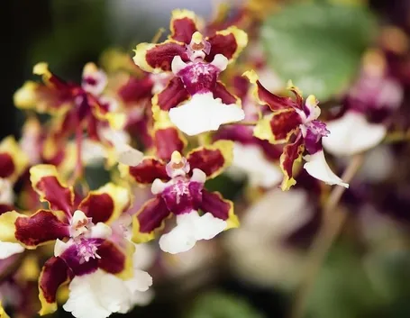 orchidee oncidium-4