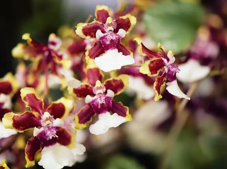 orchidee oncidium-4