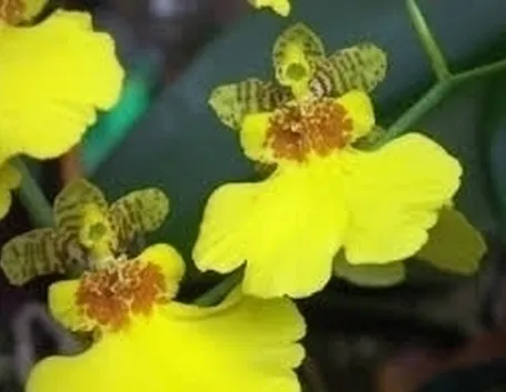 orchidee oncidium-5