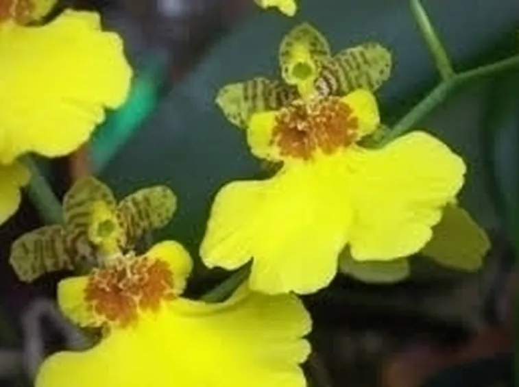 orchidee oncidium-5