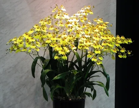 orchidee oncidium