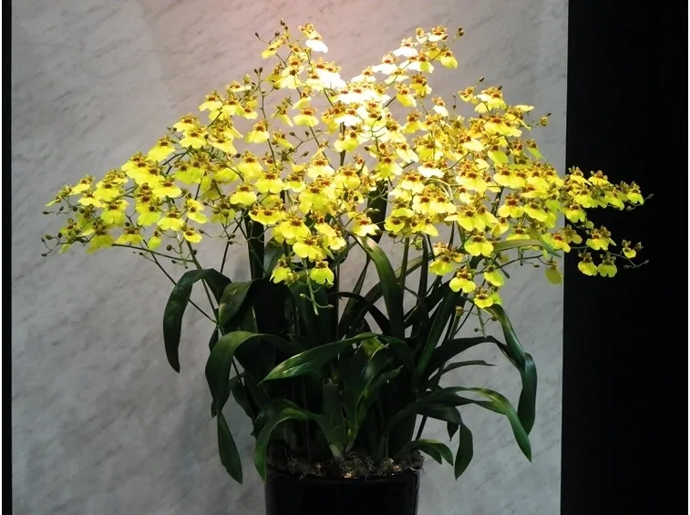orchidee oncidium