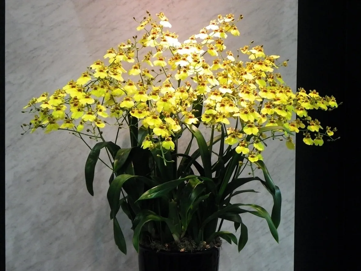 orchidee oncidium