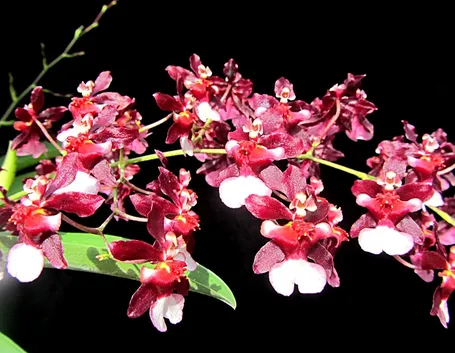 orchidee oncidium
