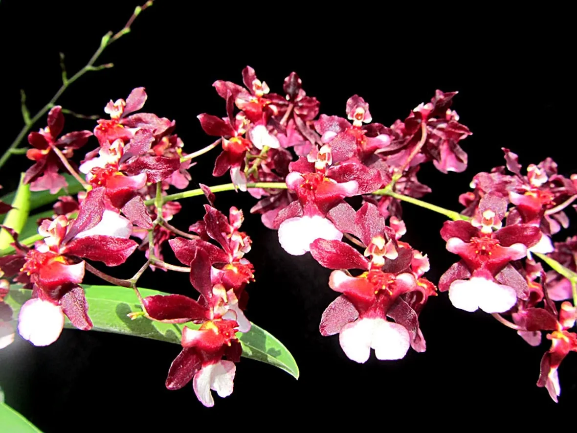 orchidee oncidium