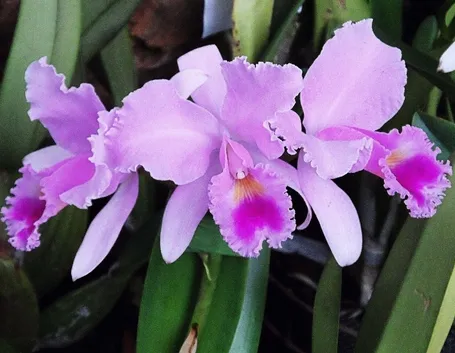 orchidee oncidium