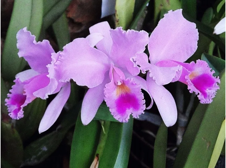 orchidee oncidium