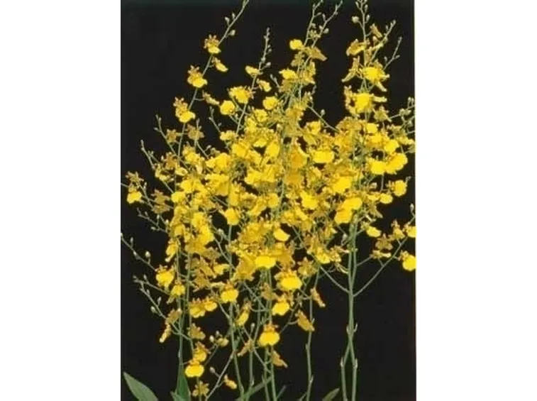 orchidee oncidium-9