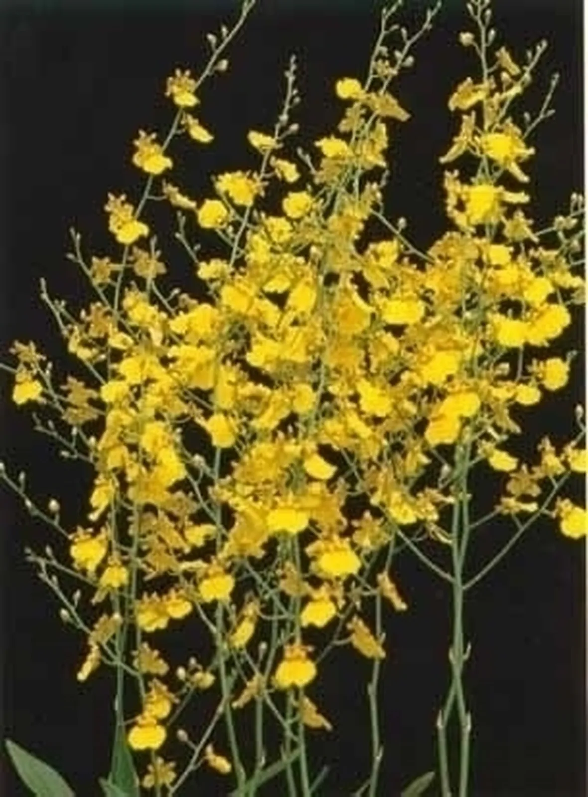 orchidee oncidium-9