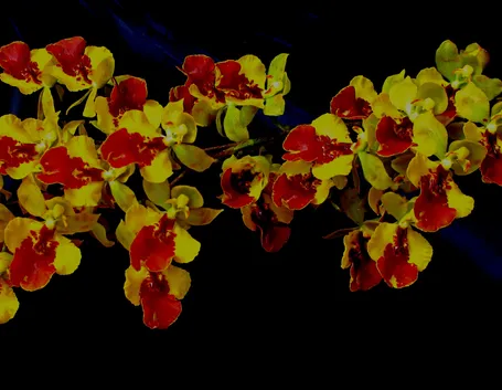 orchidee oncidium 