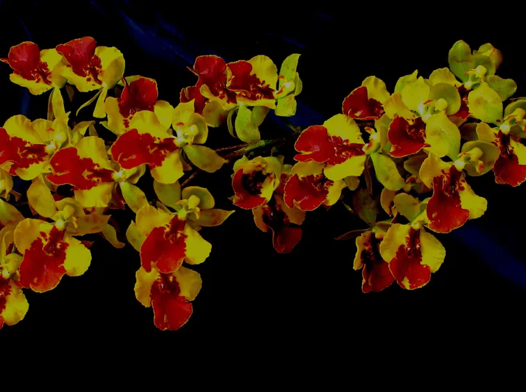 orchidee oncidium 