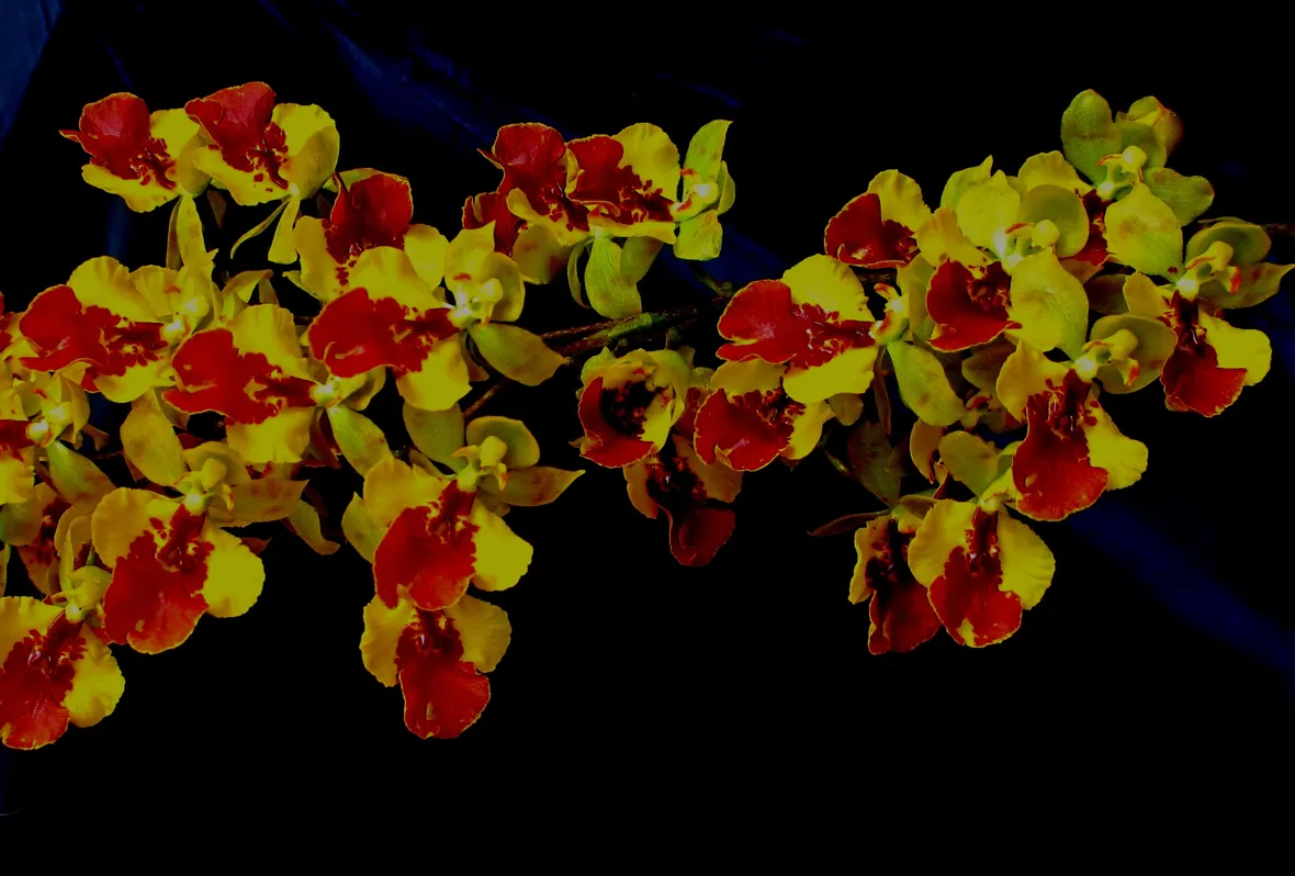 orchidee oncidium 