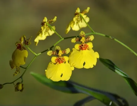 orchidee oncidium