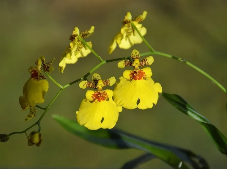 orchidee oncidium