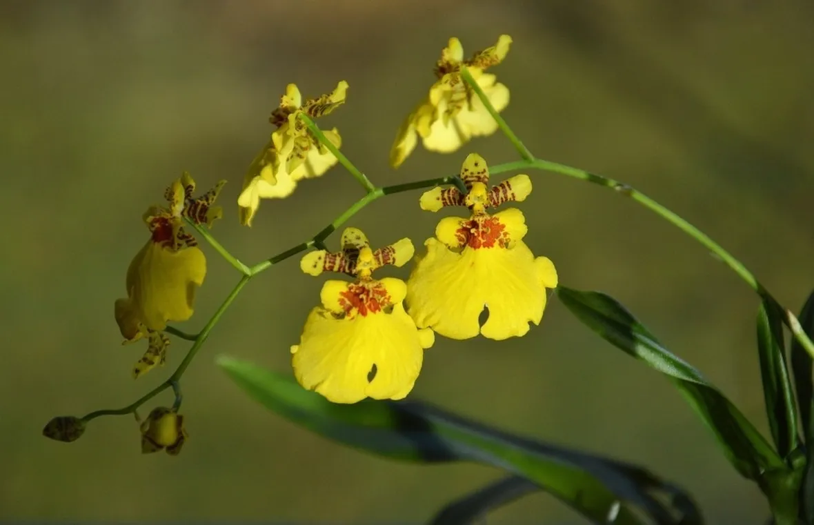 orchidee oncidium
