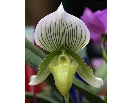 orchidee paphiopedilum-1
