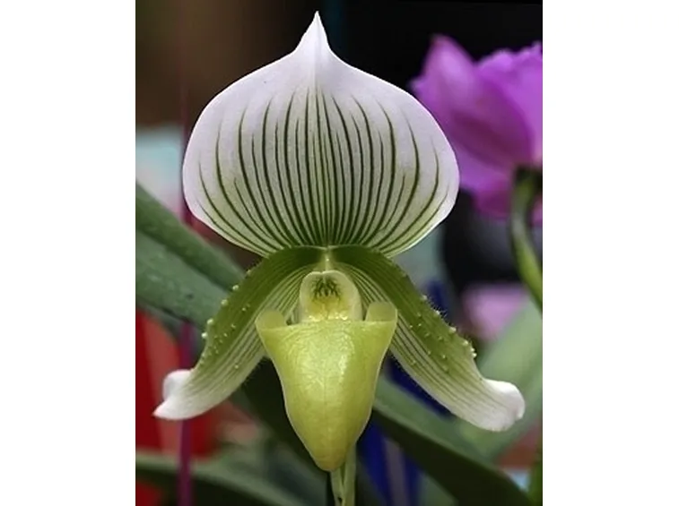 orchidee paphiopedilum-1