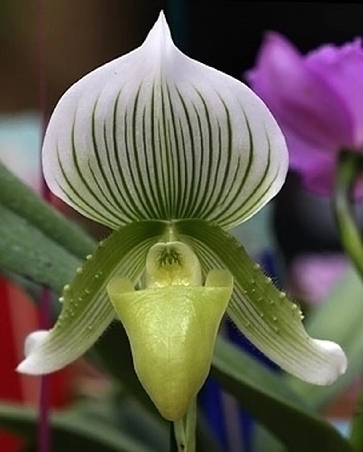 orchidee paphiopedilum-1