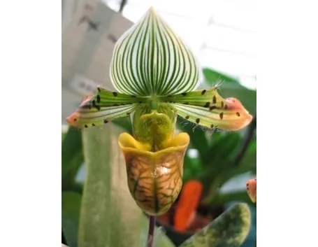 orchidee paphiopedilum-2