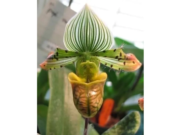 orchidee paphiopedilum-2