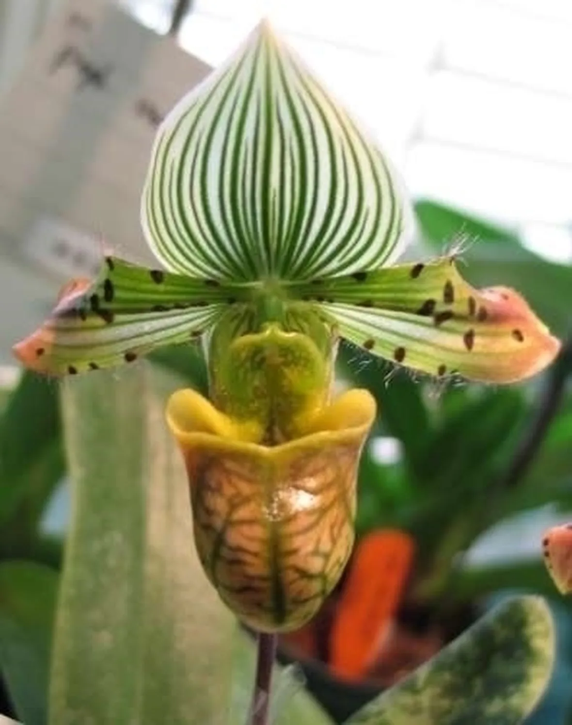 orchidee paphiopedilum-2