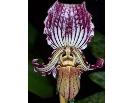 orchidee paphiopedilum-3