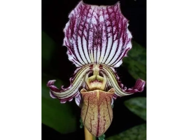orchidee paphiopedilum-3