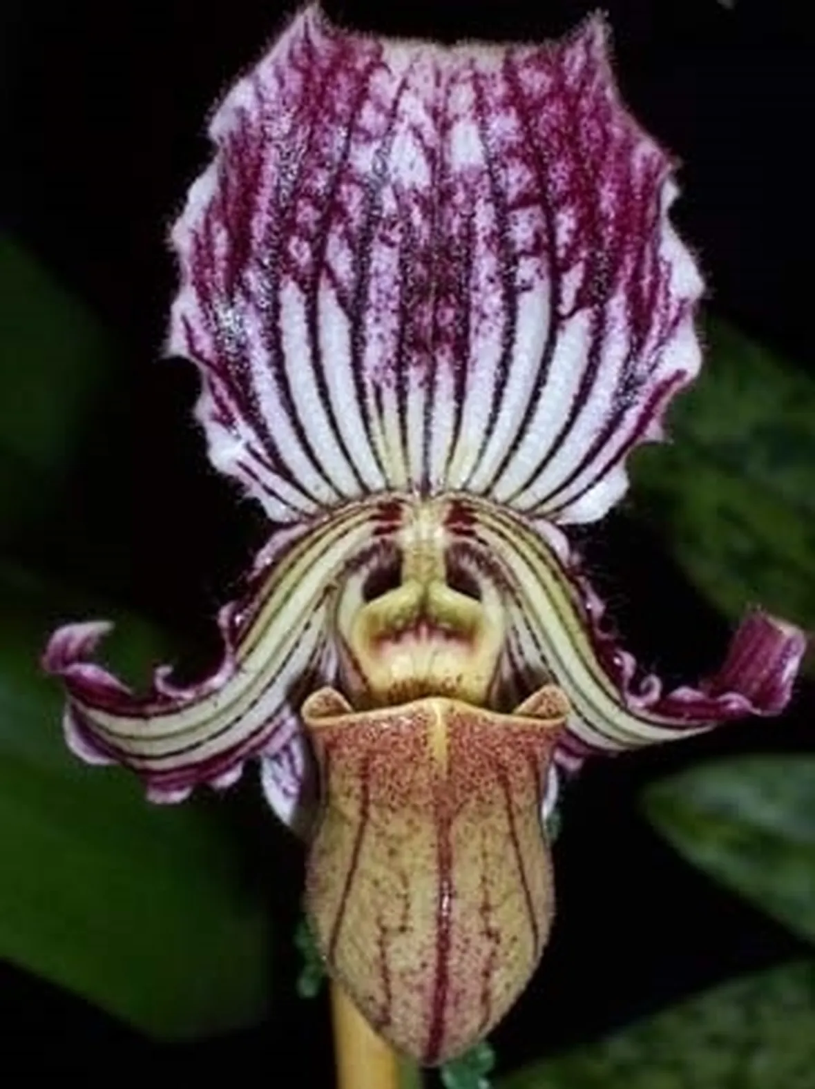 orchidee paphiopedilum-3