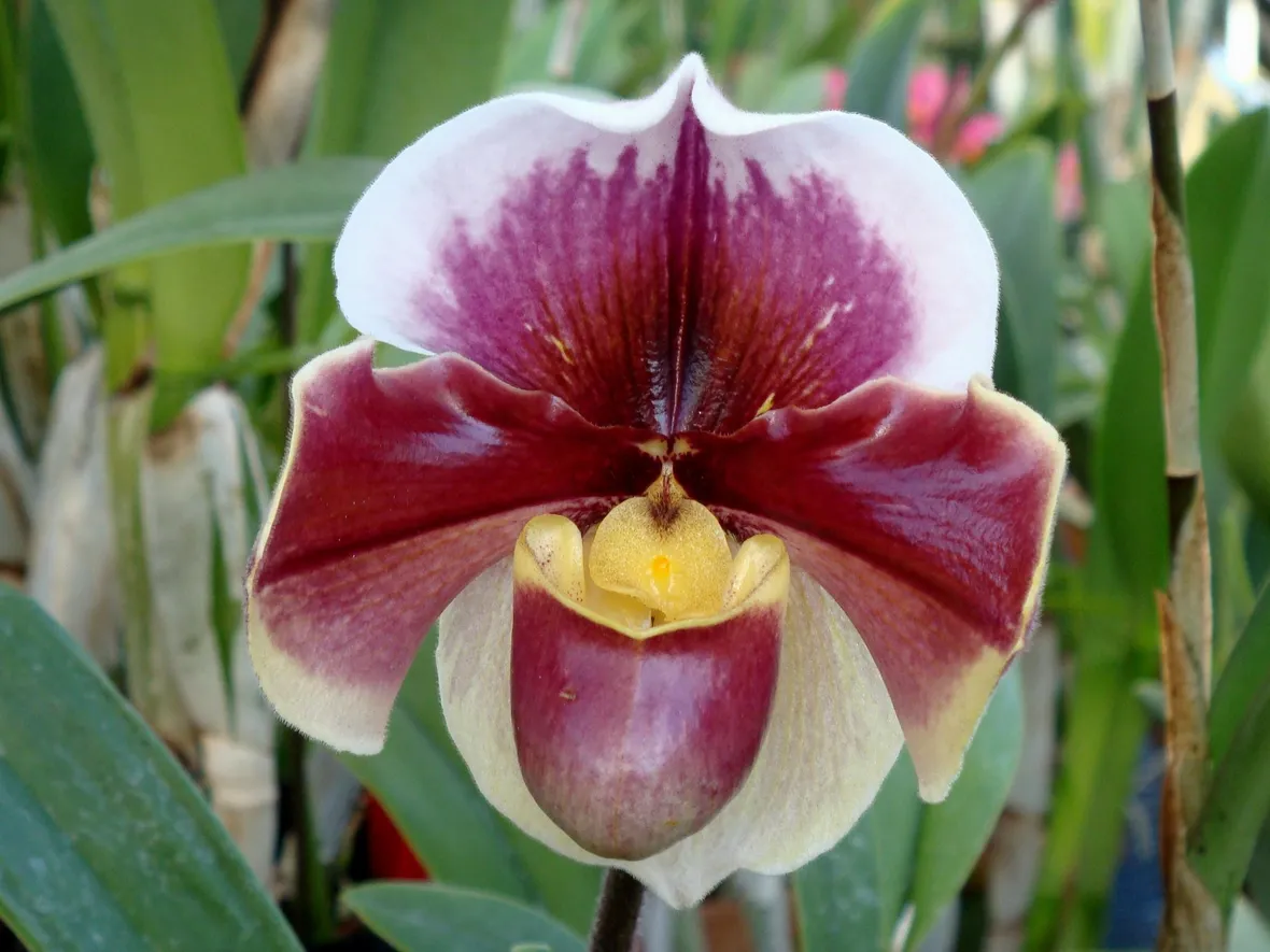 orchidee paphiopedilum-4