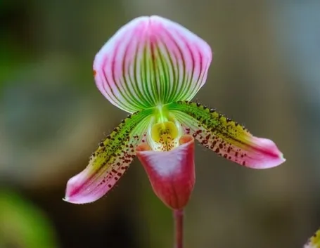 orchidee paphiopedilum-5