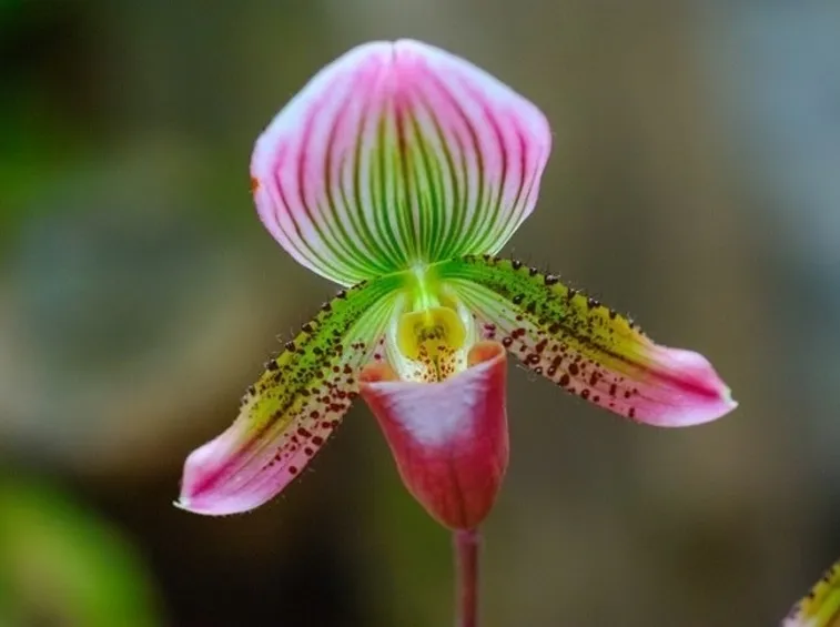 orchidee paphiopedilum-5
