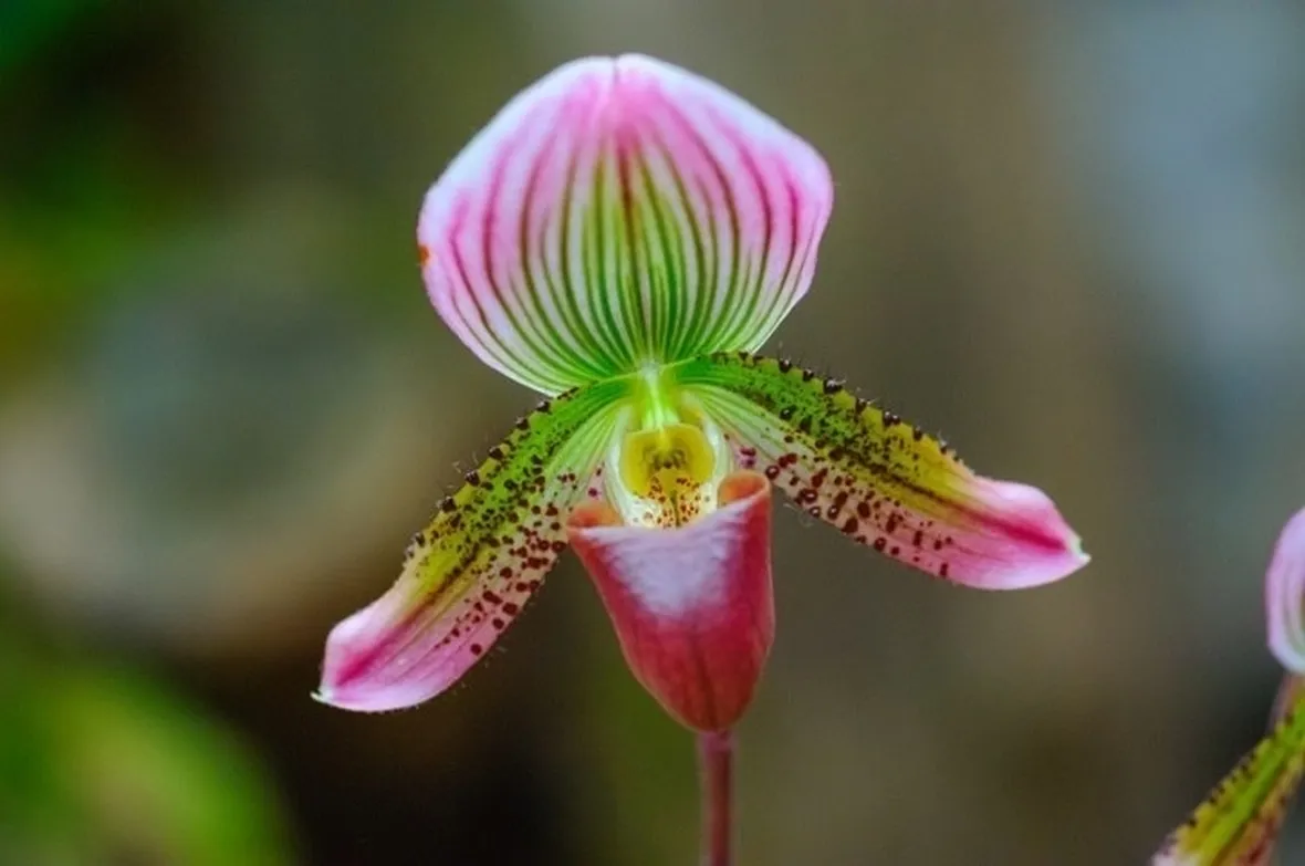 orchidee paphiopedilum-5