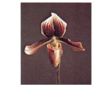 orchidee paphiopedilum-6