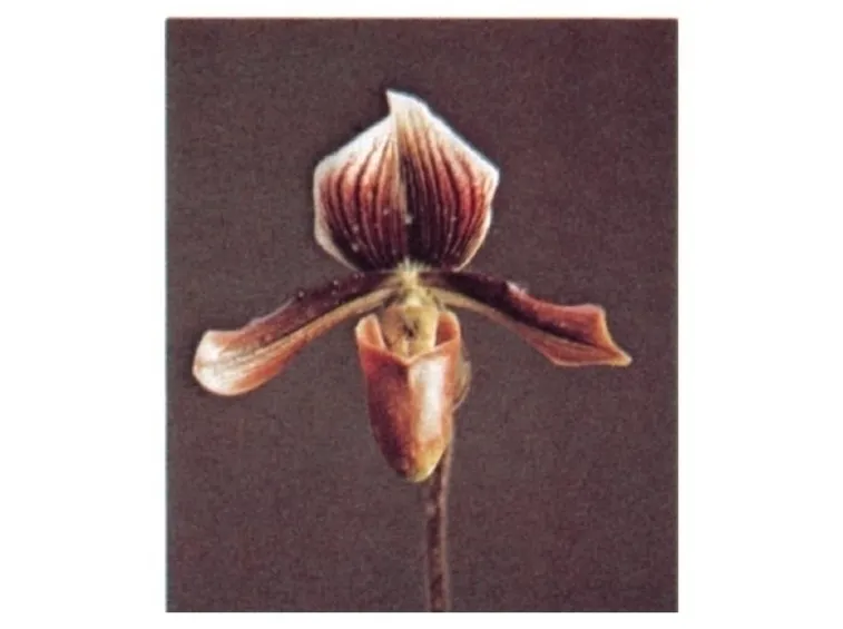 orchidee paphiopedilum-6