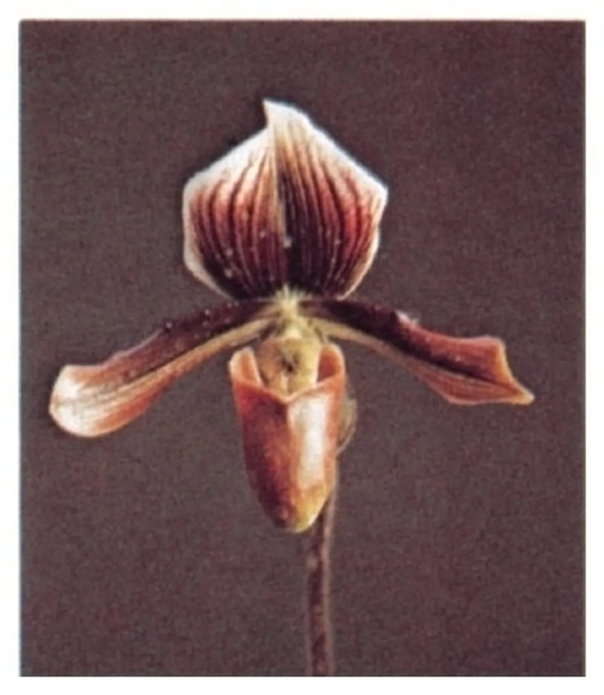 orchidee paphiopedilum-6