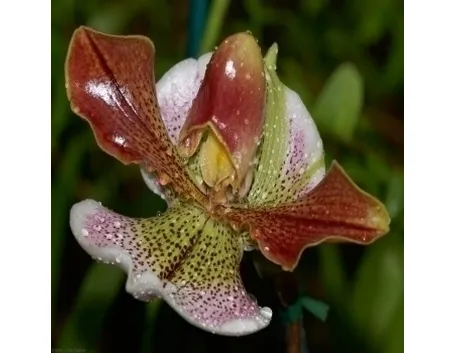 orchidee paphiopedilum-8