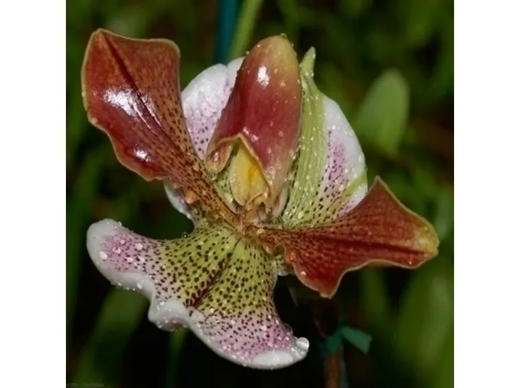 orchidee paphiopedilum-8