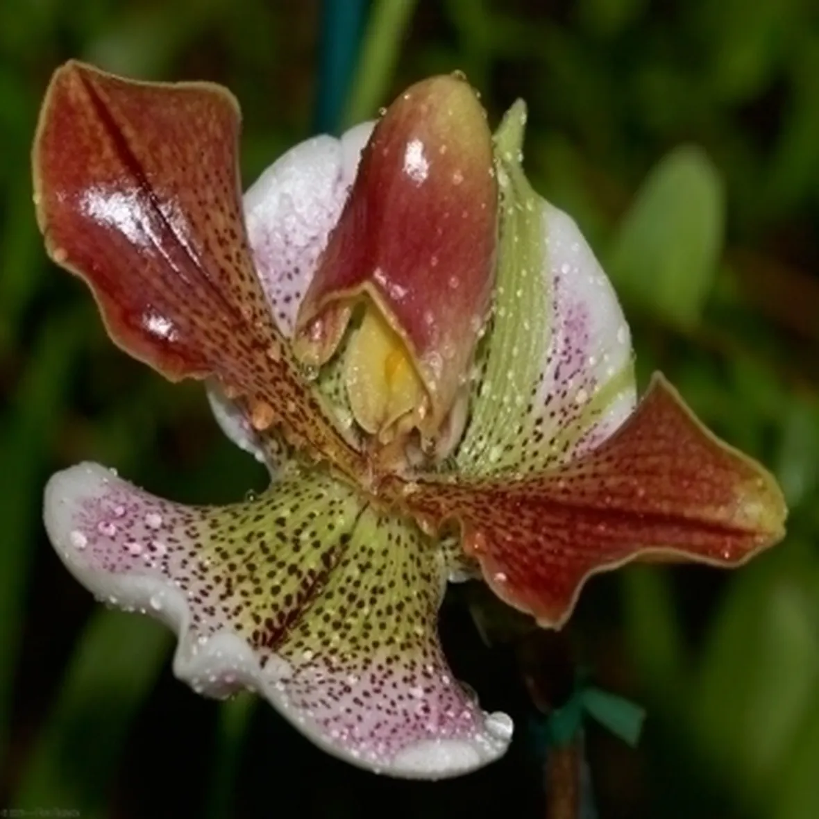 orchidee paphiopedilum-8