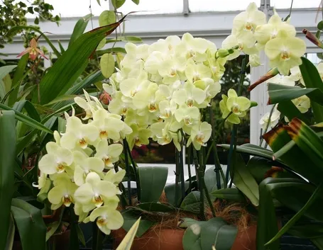 orchidee paphiopedilum-9