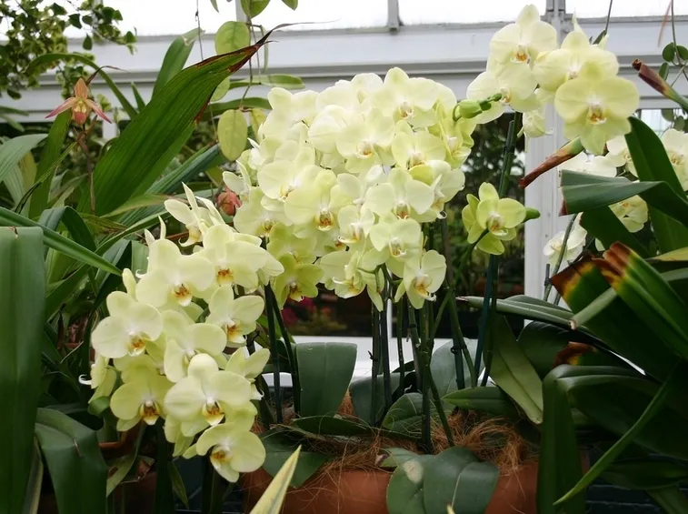orchidee paphiopedilum-9
