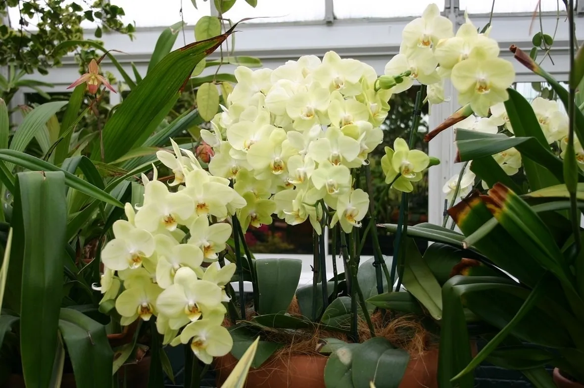 orchidee paphiopedilum-9